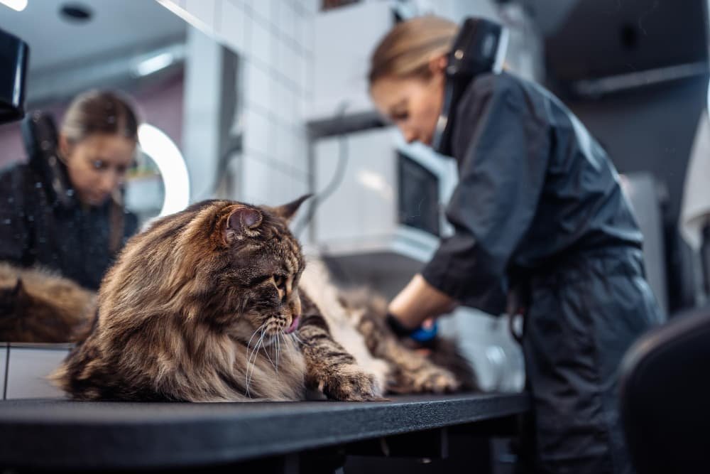 Un chat à poils longs est allongé sur une table de toilettage tandis qu'un toiletteur en uniforme lui coupe la fourrure dans un salon de toilettage pour animaux de compagnie.