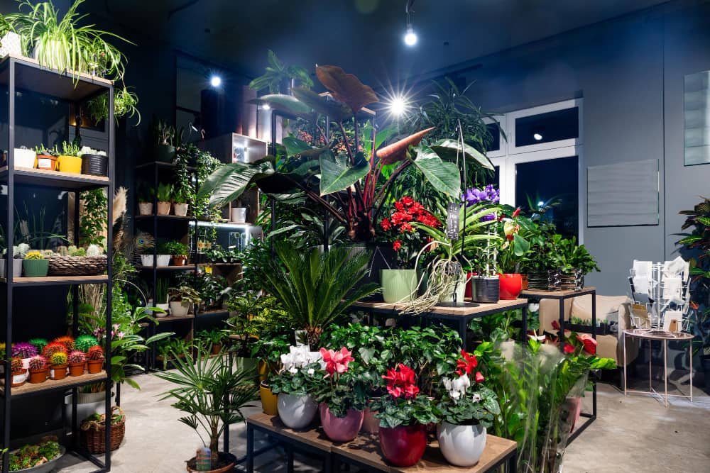 Magasin de plantes d'intérieur avec diverses plantes en pot et fleurs présentées sur des étagères et des tables sous un éclairage lumineux.
