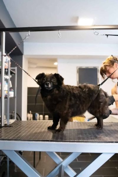 Un chien noir se tient sur une table de toilettage pendant qu'un toiletteur lui coupe la fourrure dans un salon de toilettage pour animaux de compagnie.