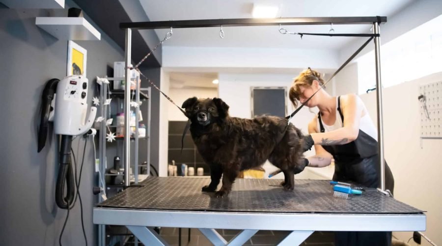 Un chien noir se tient sur une table de toilettage pendant qu'un toiletteur lui coupe la fourrure dans un salon de toilettage pour animaux de compagnie.